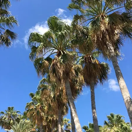 Palma 14 פרוטאראס