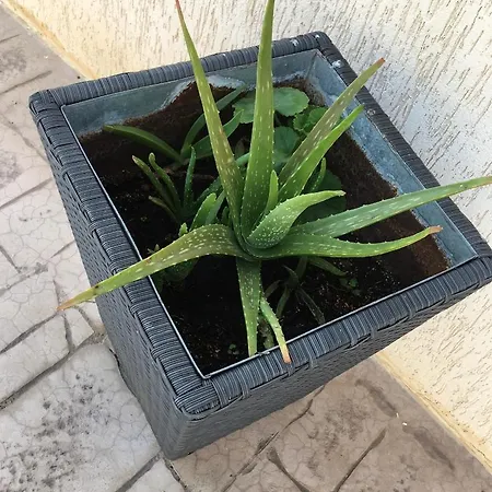 Palma 14 וילה *