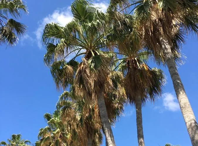 Palma 14 פרוטאראס